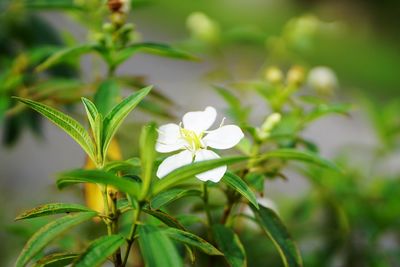 Close-up of white flowering plant