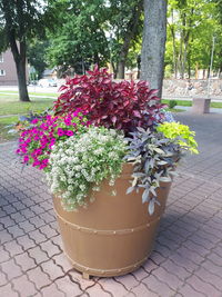 Close-up of potted plant on footpath