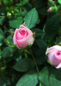 Close-up of pink rose blooming outdoors