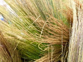 Close-up of wheat crops