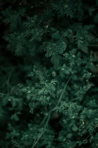 High angle view of plants growing on land