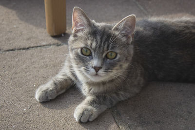 Portrait of cat resting on floor