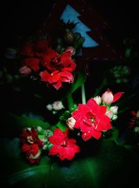 Close-up of pink flowers