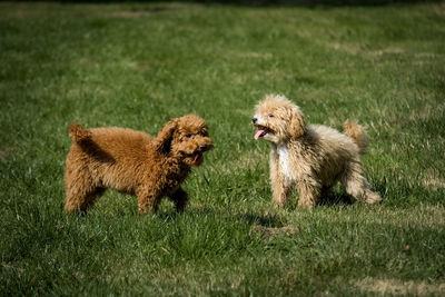 View of dogs on field