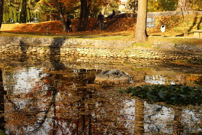 Reflection of trees in lake