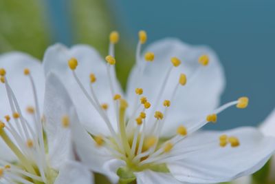 Close-up of white flowers