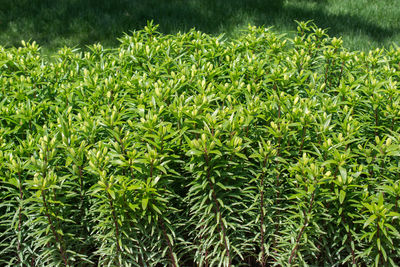 High angle view of plants growing on field