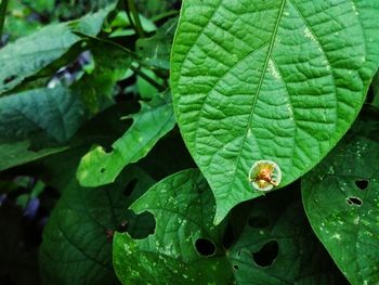 Close-up of raindrops on leaves