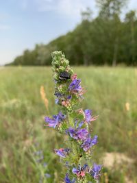 Close-up of purple flowering plant on field