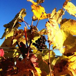 Low angle view of leaves