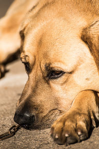 Close-up of dog sleeping