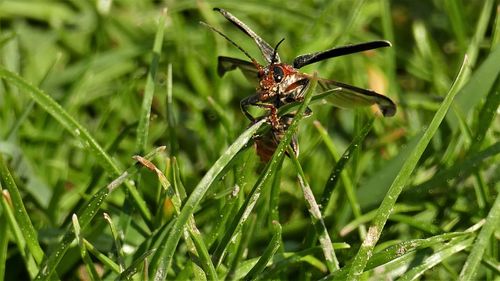 Close-up of insect on plant