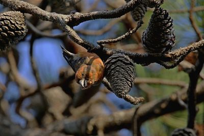 Close-up of dried fruits on branch