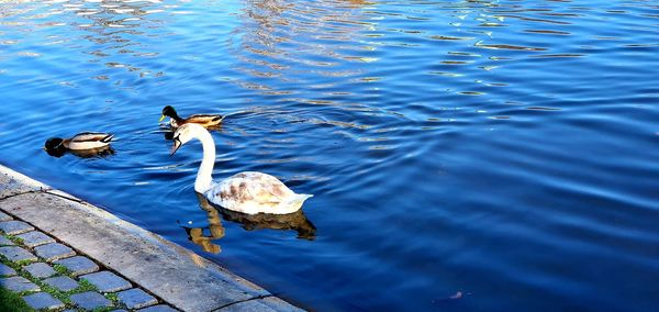 High angle view of ducks swimming in lake