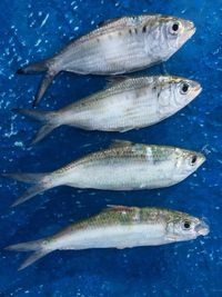 High angle view of fish in sea