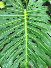 Detail shot of leaves