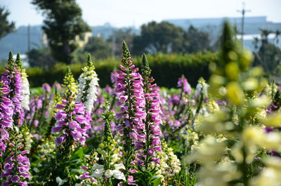 Close-up of purple flowering plants on field