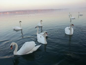 Birds in sea