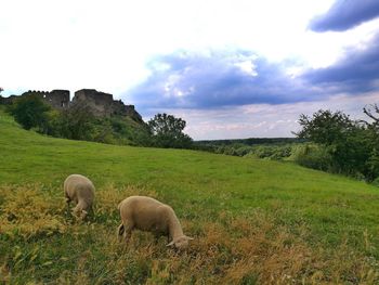 Sheep grazing in a field