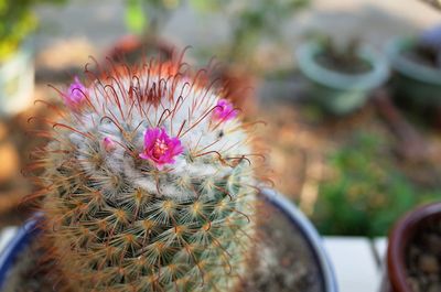 Close-up of cactus flower pot