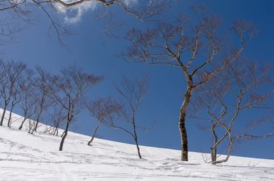 Bare trees on snow covered field against sky