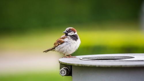 Close-up of bird perching outdoors