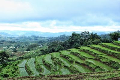 Scenic view of agricultural field against sky