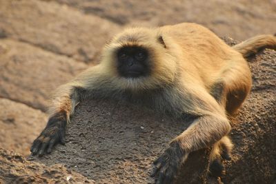 Monkey looking at the new weird world.