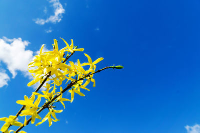 Low angle view of yellow flowering plant against blue sky