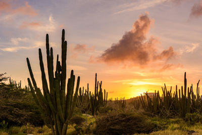 Cactus growing on field against sky during sunset