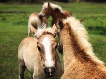 Portrait of cow on field