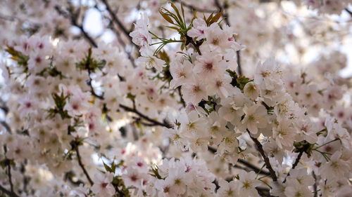 Close-up of cherry blossoms in spring