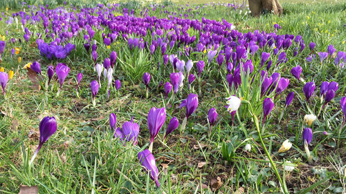 Purple crocus flowers blooming in field