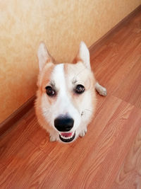 In the photo, the parody dog of the welsh corgi pembroke, in daylight in different poses