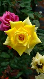 Close-up of yellow rose blooming outdoors