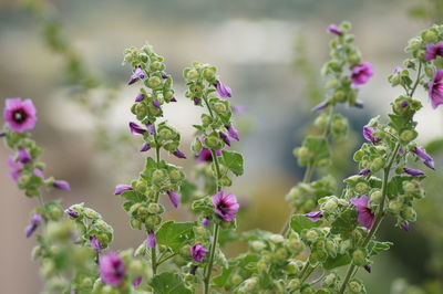 Close-up of purple flowering plants