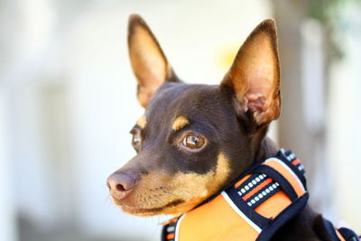 Close-up of a dog looking away