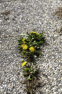 Close-up of yellow flowering plant on road