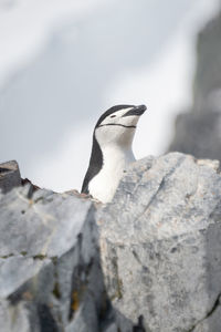 Chinstrap penguin peeking over rocks on ridge