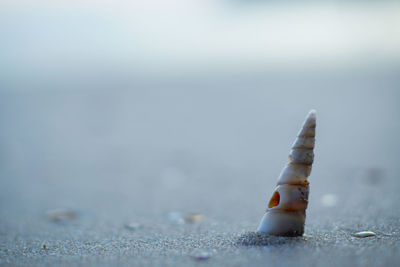 Close-up of shell on the beach.