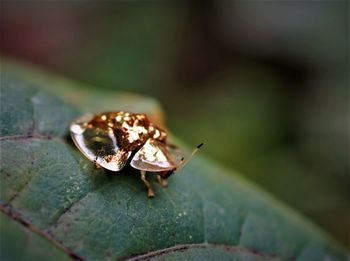 Close-up of golden tortoise beetle on leaf