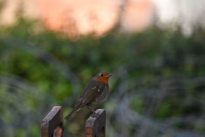 Close-up of bird perching on branch