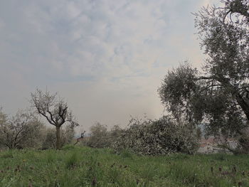 Trees on field against sky