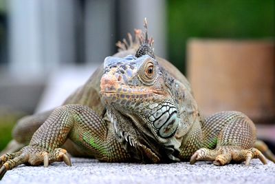 Close-up of a lizard