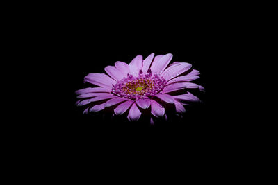 Close-up of flower over black background