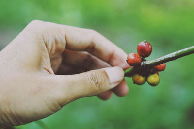 Close-up of hand holding berries