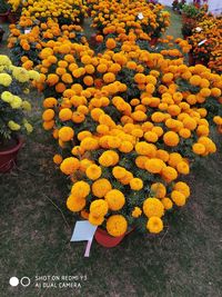 High angle view of yellow flowering plant on field