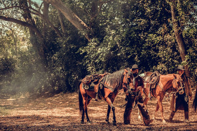 Men with horses walking on land in forest