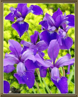 Close-up of purple flowers