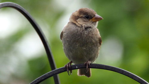 Close-up of bird perching on railing